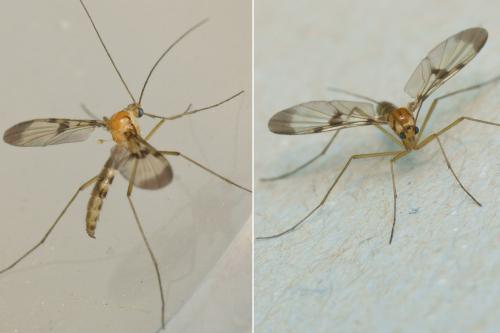 Réf. 181 625 : Macrocera phalerata